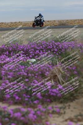 media/Jan-14-2023-SoCal Trackdays (Sat) [[497694156f]]/Turn 14 Exit Bloomig (145pm)/
